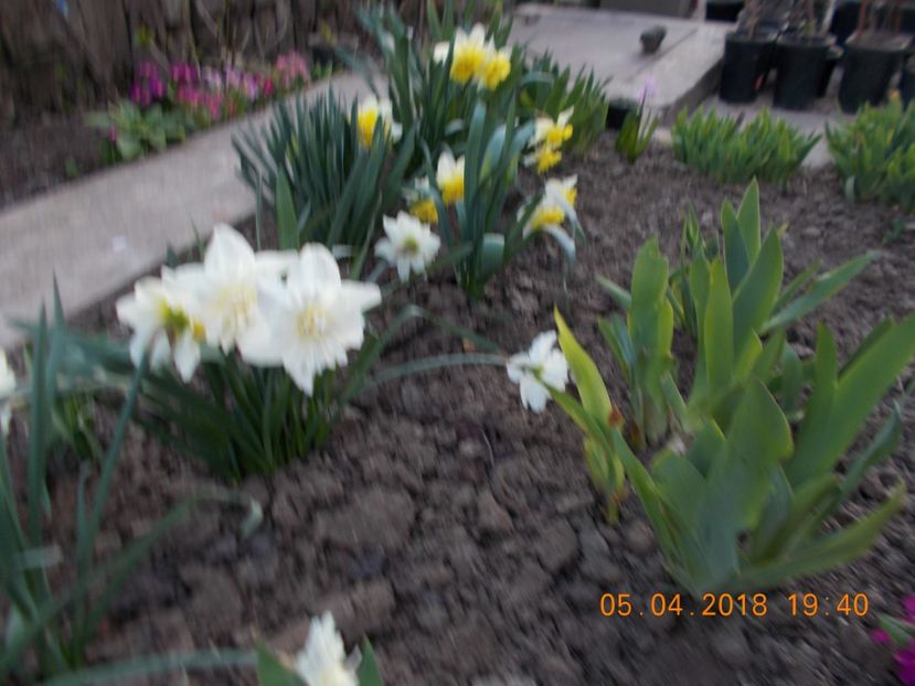  - Flori de gradina-2016-2017-2018-2019-2022