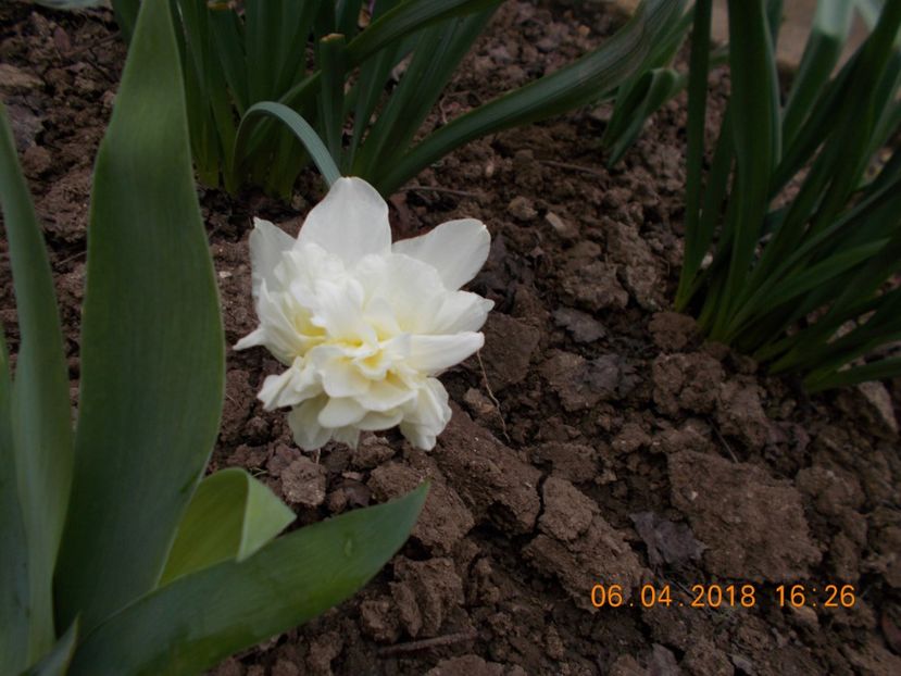  - Flori de gradina-2016-2017-2018-2019-2022