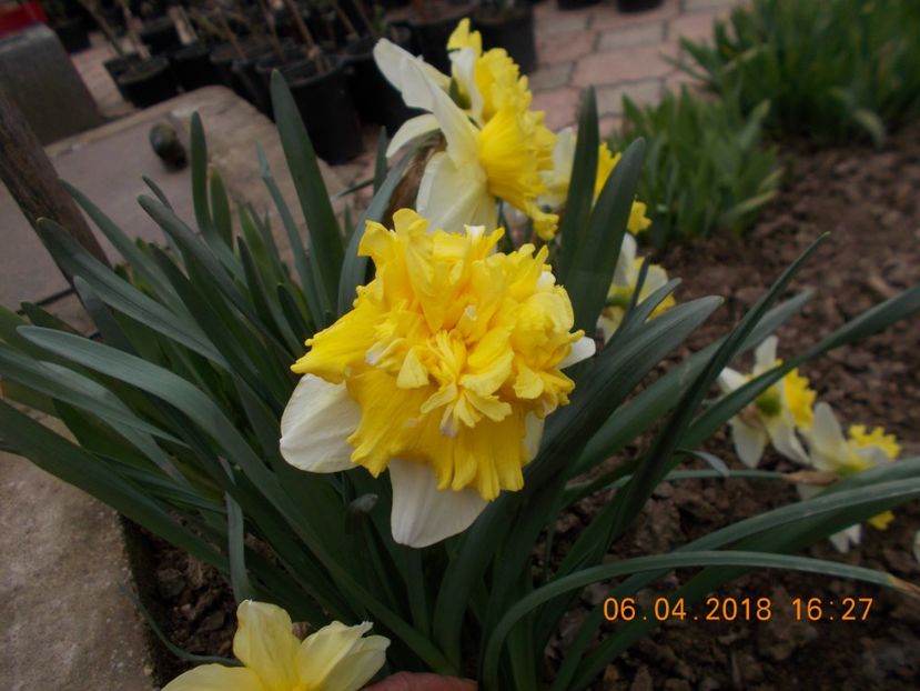  - Flori de gradina-2016-2017-2018-2019-2022
