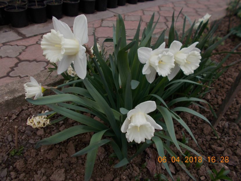  - Flori de gradina-2016-2017-2018-2019-2022