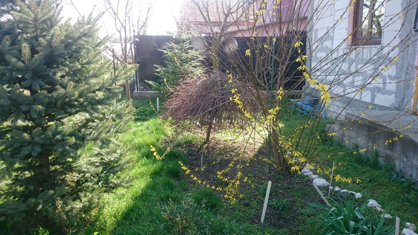  - Gradina primavara 2018