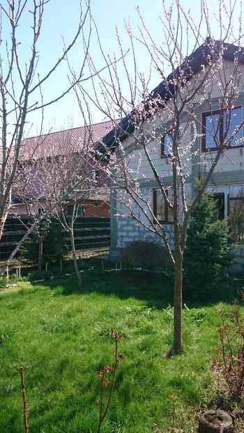  - Gradina primavara 2018