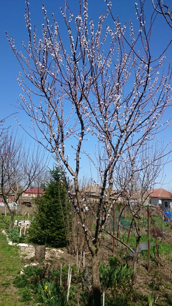  - Gradina primavara 2018