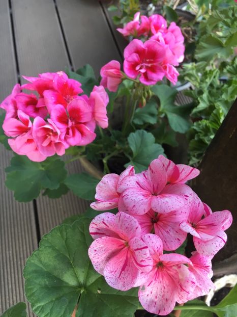 05.04 - Muscate 2018