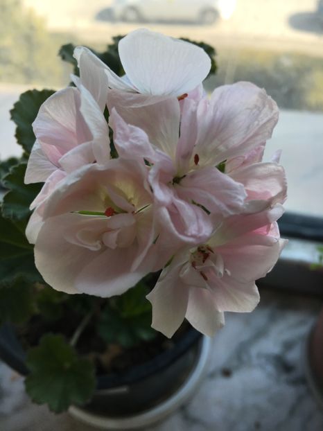 61DD870B-0097-4A81-B375-CB4937D30327 - Muscate 2018