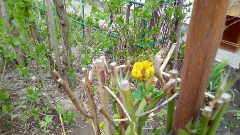 Kerria japonica Pleniflora - Gradinita mea - Aprilie 2018