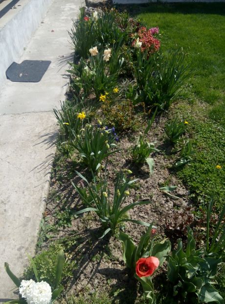 11 aprilie - gradina 2018
