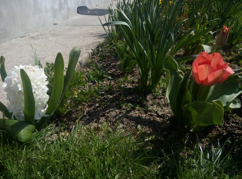 10 aprilie - gradina 2018