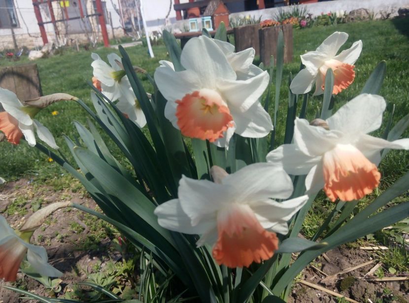 11 aprilie - gradina 2018