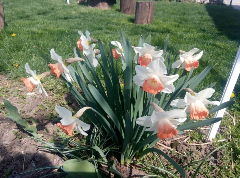 11 aprilie - gradina 2018