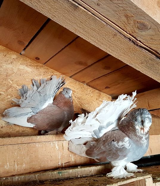  - VOLTATI INDIENI PENTRU 2023