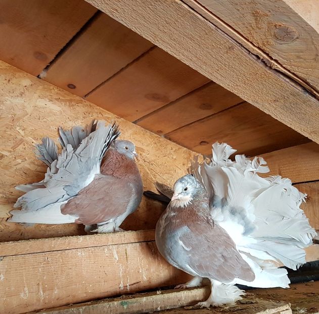  - VOLTATI INDIENI PENTRU 2023