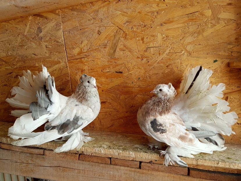  - VOLTATI INDIENI PENTRU 2023