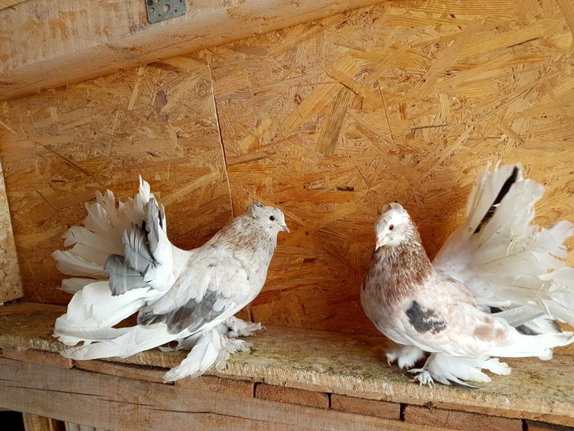  - VOLTATI INDIENI PENTRU 2023