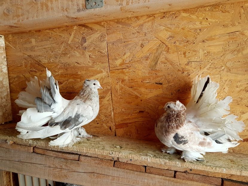  - VOLTATI INDIENI PENTRU 2023