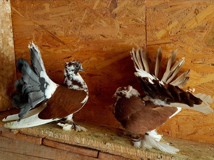  - VOLTATI INDIENI PENTRU 2023