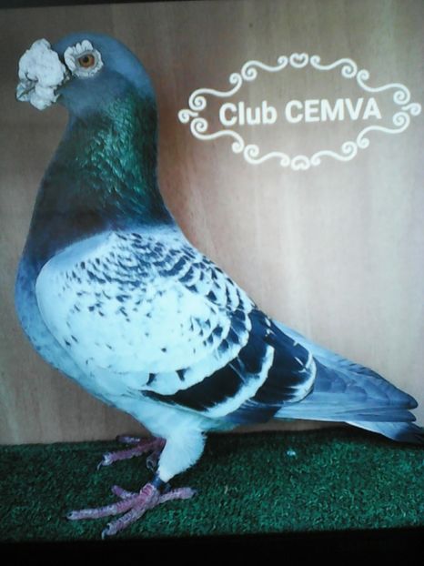  - VOIAJORI DE FRUMUSETE BAGDETI INDIENI GERMANII