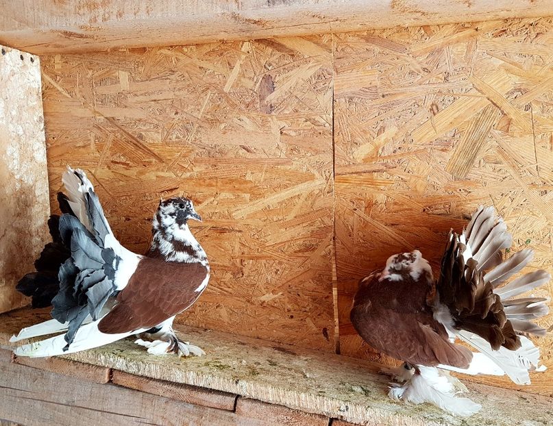  - VOLTATI INDIENI PENTRU 2023