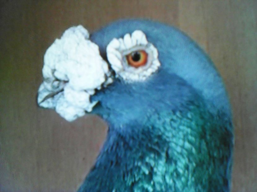  - VOIAJORI DE FRUMUSETE BAGDETI INDIENI GERMANII