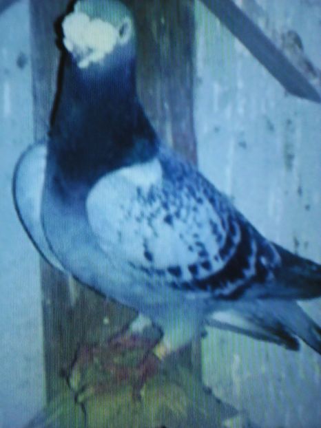  - VOIAJORI DE FRUMUSETE BAGDETI INDIENI GERMANII