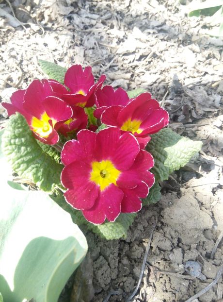 11 aprilie - gradina 2018