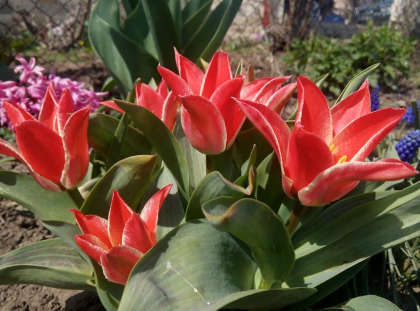 11 aprilie - gradina 2018