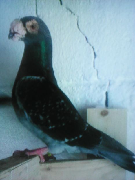  - VOIAJORI DE FRUMUSETE BAGDETI INDIENI GERMANII