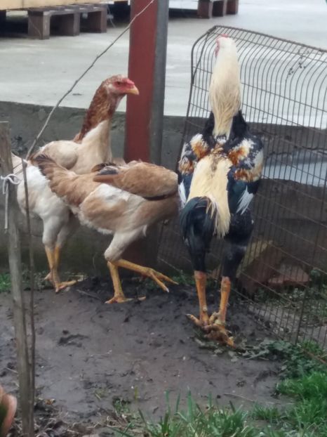  - 5 GAINI COMBATANT MALAEZIAN