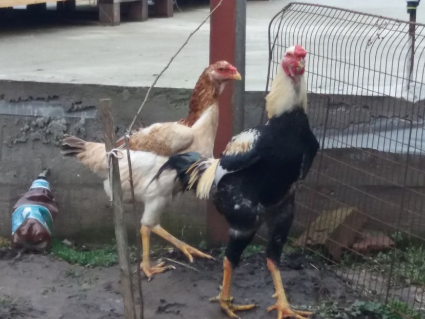  - 5 GAINI COMBATANT MALAEZIAN