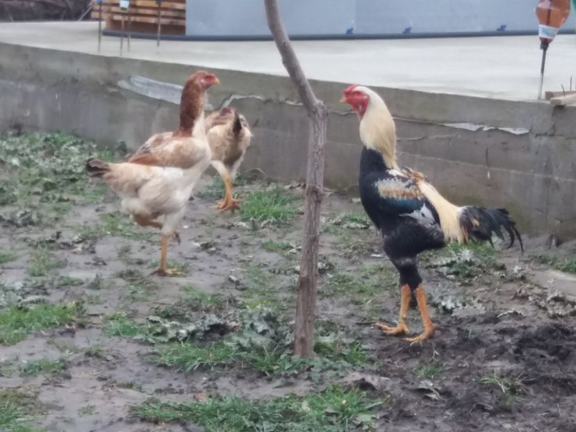  - 5 GAINI COMBATANT MALAEZIAN