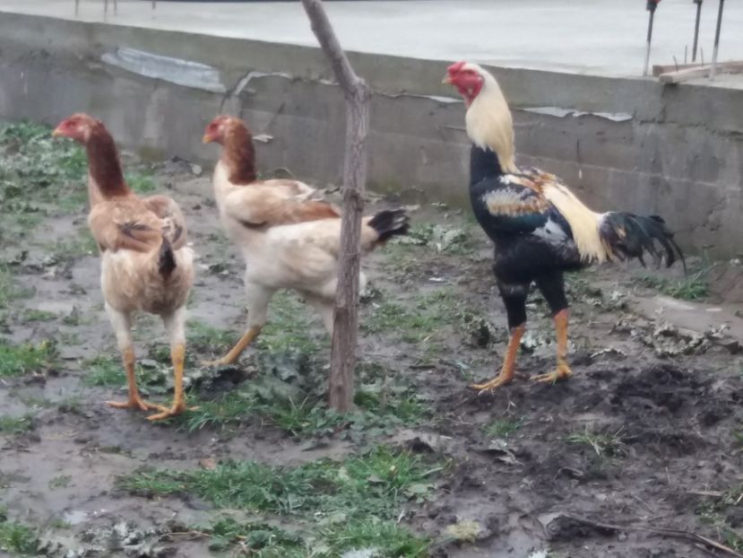  - 5 GAINI COMBATANT MALAEZIAN