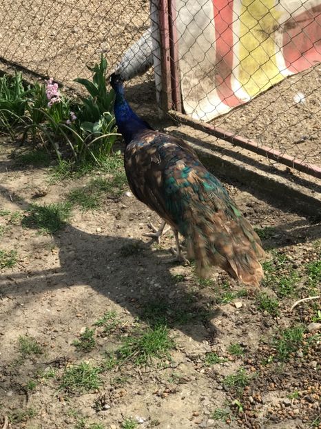 B158EDC9-C2C2-49F4-8F72-0D040A34C7AD - PAUNI PURPLE BLACK SHOULDER