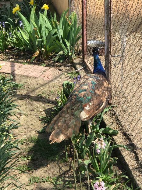 A72F398A-9ABB-4FF5-845A-638900369341 - PAUNI PURPLE BLACK SHOULDER