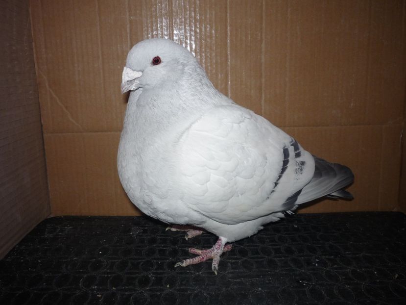 P1130896 - RETROSPECTIVA