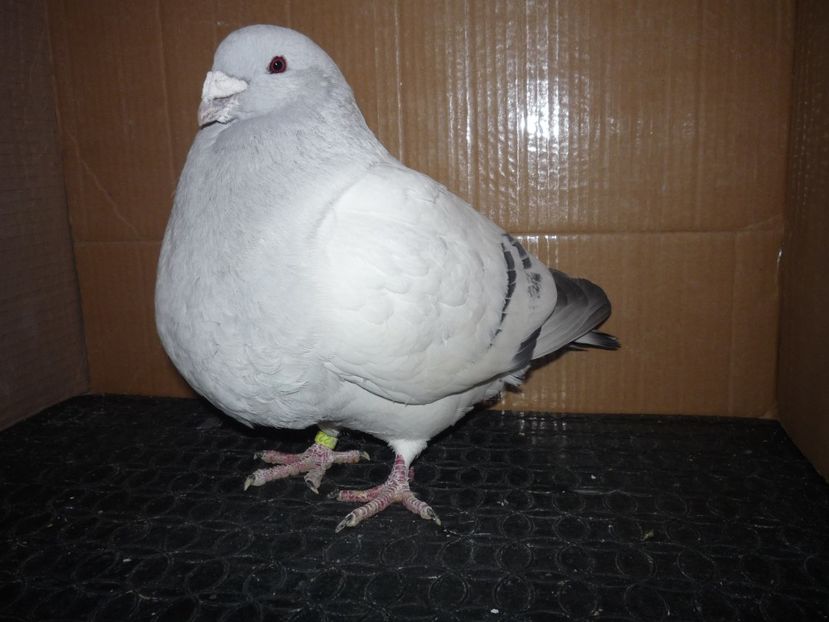 P1130902 - RETROSPECTIVA