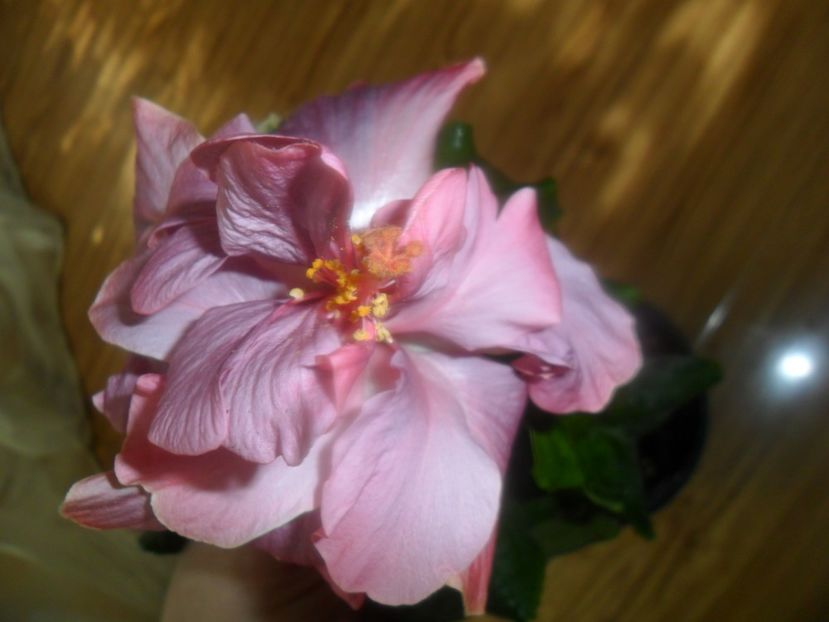 Linda Pearl - hibiscusi 2018 1