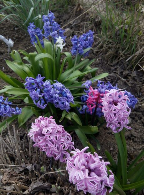 11 aprilie - gradina 2018
