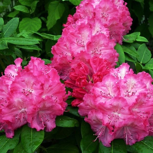 azalee-rhododendron-germania - Noutati 2018