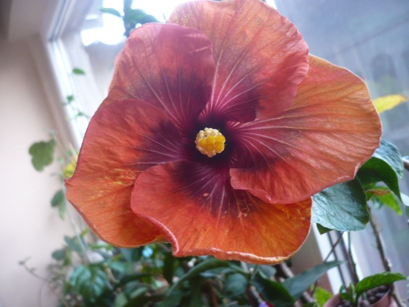 11.04.2018 - HIBISCUSI 2018-1