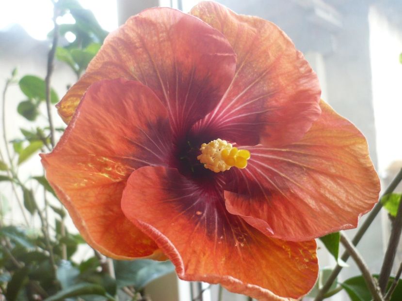 P1360568 - HIBISCUSI 2018-1