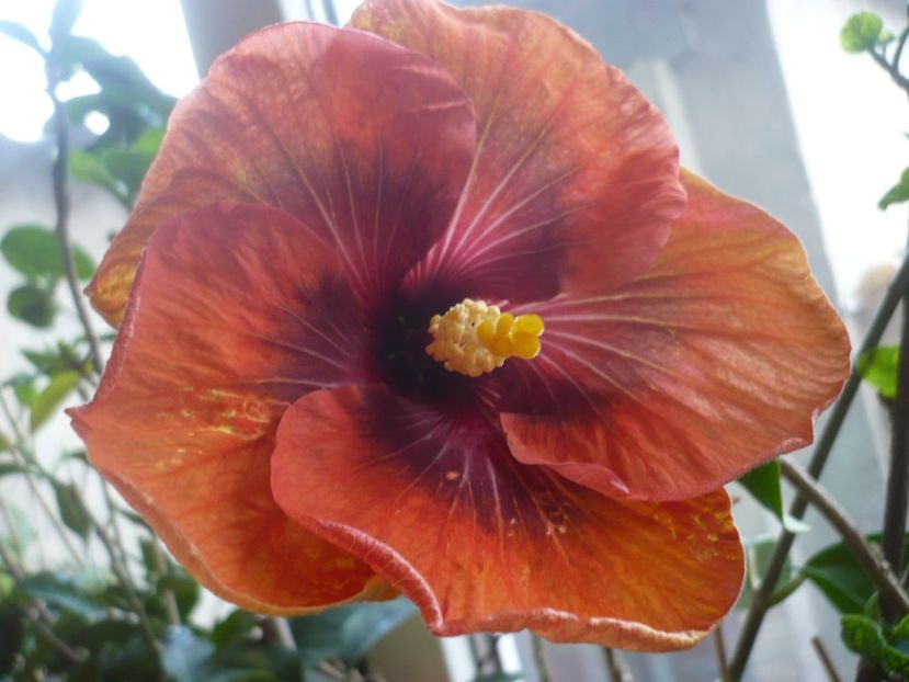 P1360569 - HIBISCUSI 2018-1