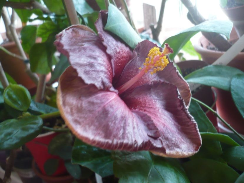 P1360570 - HIBISCUSI 2018-1