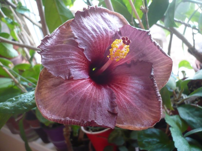 P1360571 - HIBISCUSI 2018-1