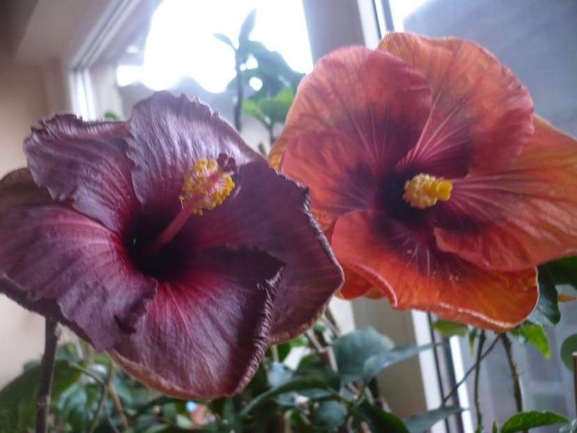 P1360572 - HIBISCUSI 2018-1