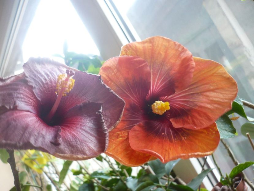 P1360573 - HIBISCUSI 2018-1