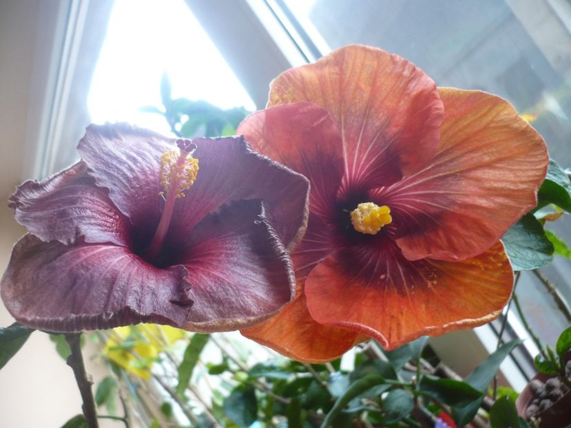 P1360576 - HIBISCUSI 2018-1