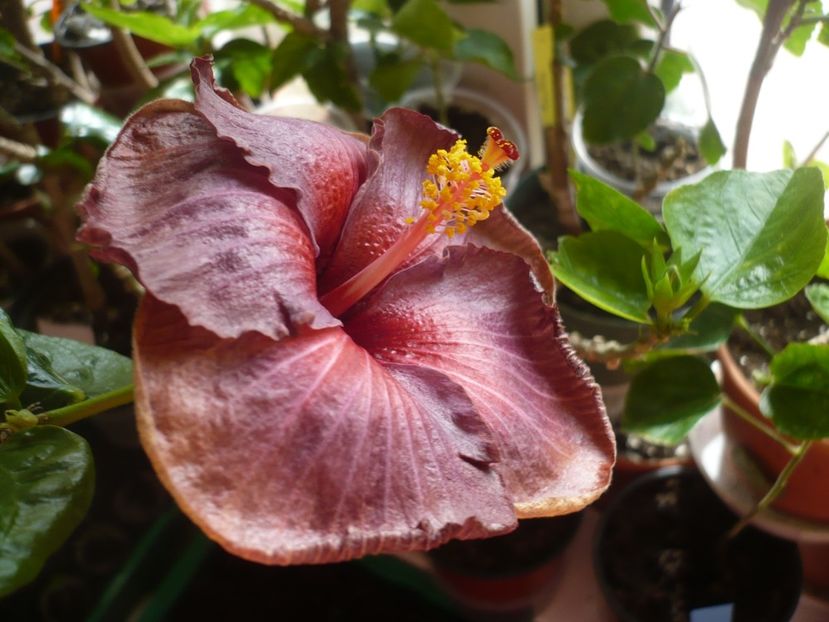 P1360578 - HIBISCUSI 2018-1