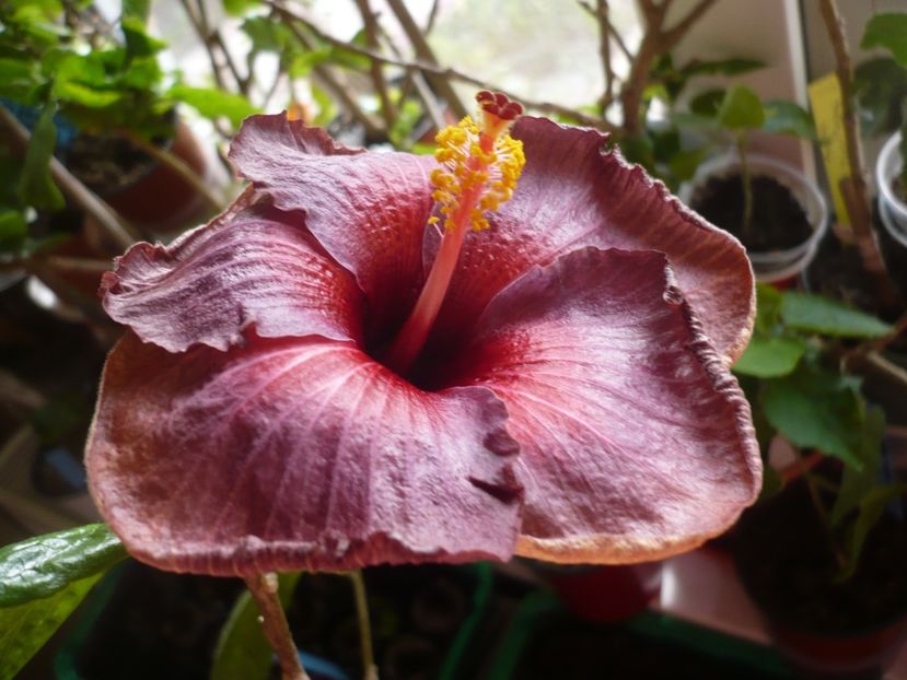 P1360579 - HIBISCUSI 2018-1