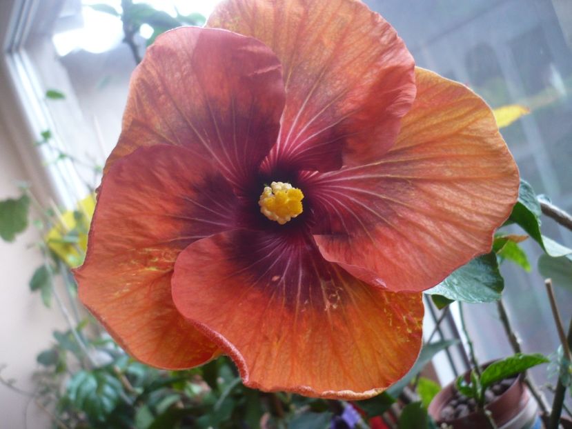 P1360584 - HIBISCUSI 2018-1