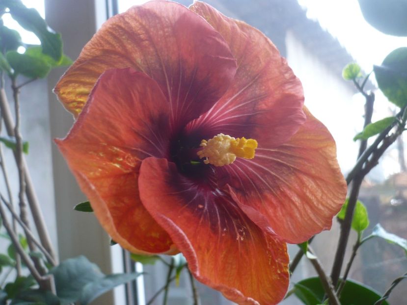 P1360585 - HIBISCUSI 2018-1